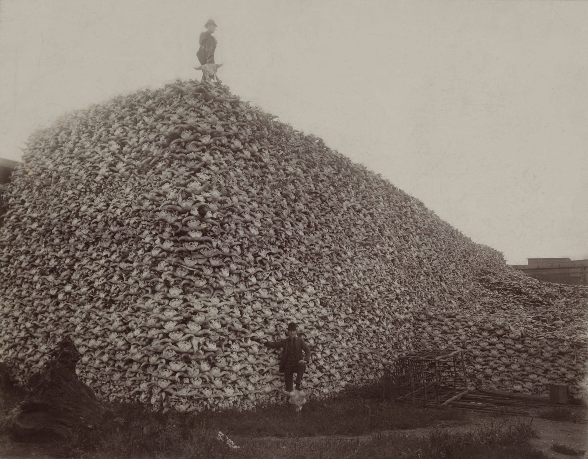 Man stands on top of enormous pile of buffalo skulls; another man stands in front of pile with his foot resting on a buffalo skull; rustic cage is at foot of pile.